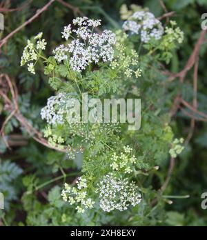 Gifthemlock (Conium maculatum) 37.784679,-122.504517, San Francisco, CA, Vereinigte Staaten Gifthemlock (Conium maculatum) 37.784679,-122.504517, San Francisco, CA, Vereinigte Staaten Stockfoto