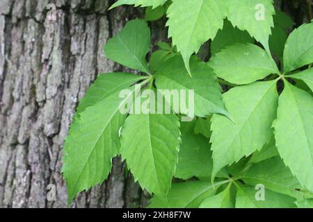 Virginia Creeper (Parthenocissus quinquefolia) Rock Creek Park, US-DC, District of Columbia County, USA Stockfoto