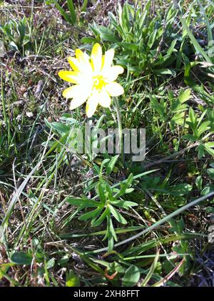 Kalifornische Butterblume (Ranunculus californicus), San Bruno Mountain Stockfoto