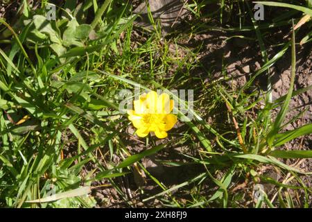 California Buttercup (Ranunculus californicus) San Francisco, Kalifornien, USA Stockfoto