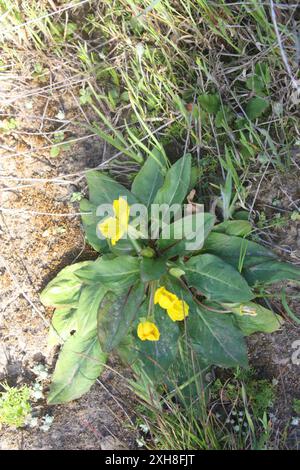 Sun Cup (Taraxia ovata) San Carlos, Kalifornien, USA Stockfoto