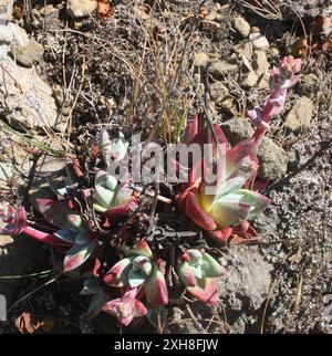 Kopfsalat (Dudleya farinosa) South San Francisco, Kalifornien, USA Stockfoto