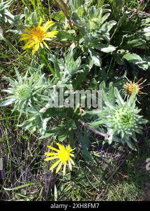 Haariges Gumweed (Grindelia hirsutula), San Bruno Mountain Stockfoto