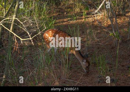 Sika Deer (Cervus nippon) Insel assateague Stockfoto