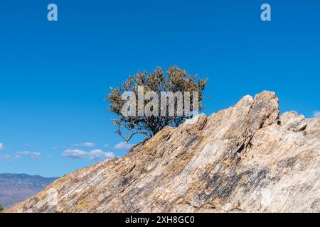 Javelina Rocks im Saguaro-Nationalpark East Tucson Arizona Stockfoto