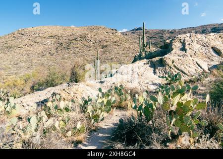 Javelina Rocks im Saguaro-Nationalpark East Tucson Arizona Stockfoto