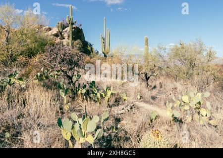 Javelina Rocks im Saguaro-Nationalpark East Tucson Arizona Stockfoto