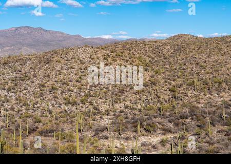 Saguaro Kakteen im Saguaro Nationalpark - Osten. Tucson Arizona Stockfoto