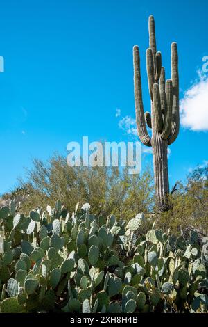 Saguaro und Kaktuskaktus vor blauem Himmel in Arizona. Südwestliche Szene der USA Stockfoto