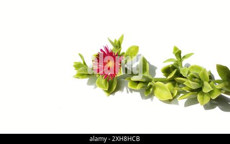 Die rote Blume der Pflanze Aptenia cordifolia isoliert auf weißem Hintergrund Stockfoto