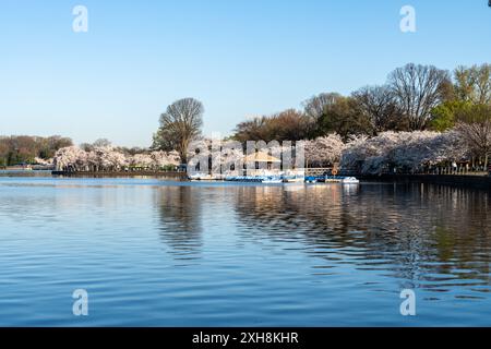 Washington, DC - 25. März 2024: Gezeitenbecken mit Paddelbooten am Morgen Stockfoto