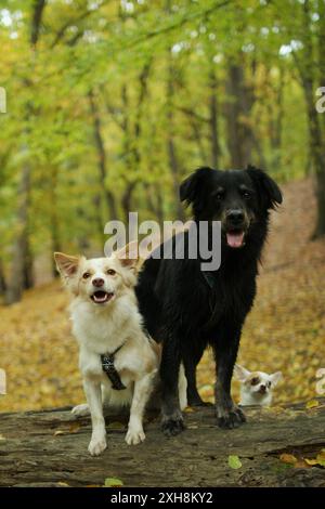 Porträt eines großen schwarzen Hundes und eines kleineren leichten Hundes im Wald. Im Hintergrund ist ein kleiner Hund. Stockfoto