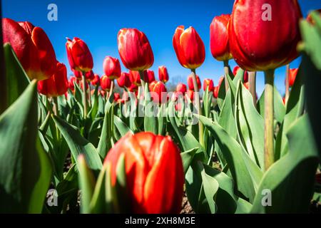 Schöne rote Tulpen wachsen auf einem Blumenfeld in Virginia USA Stockfoto