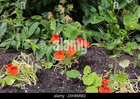 Orange Nasturtium - Tropaeolum majus Stockfoto