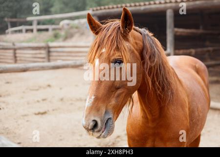 Porträt eines braunen Pferdes in den Stallungen des Reitzentrums, in dem er lebt. Stockfoto