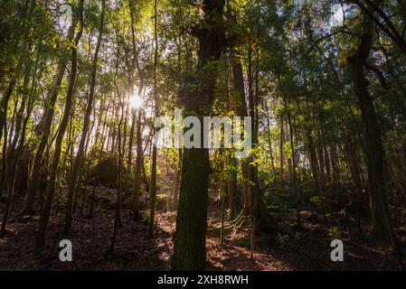 Sonnenstrahlen, die zwischen den Zweigen der Bäume im Enchanted Forest, Aldan Region, Cangas eindringen. Stockfoto