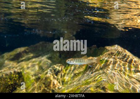 Lachsbraten im Fluss im pazifischen Nordwesten, Kanada. Stockfoto