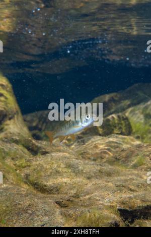 Juveniler Coho-Lachs. Stockfoto