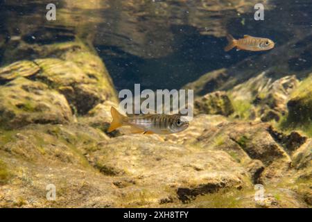 Pazifische Lachsbraten in einem flachen Bach im pazifischen Nordwesten, Kanada. Stockfoto