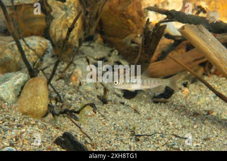 Junger Coho-Lachs in einem kalten Wasserstrom im Pazifischen Nordwesten, Kanada. Stockfoto