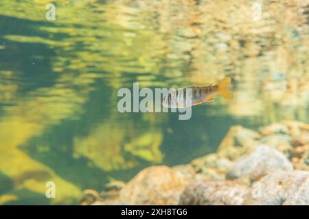In einem flachen Bach im British Columbia Rainforest, Kanada, wird Coolachs gebraten. Stockfoto