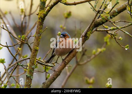 Fringilla coelebs Familie Fringillidae Gattung Fringilla gewöhnlicher Buchsbaum, der sonflower Samen im Gras isst, wilde Natur Vogelbild, Fotografie, Wallpa Stockfoto