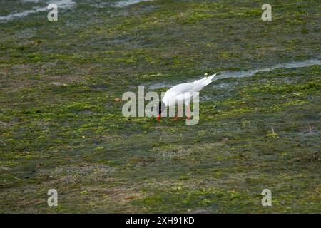 Mit seinem markanten dunklen Kopf und seinem kontrastierenden weißen Gefieder hebt sich der Vogel von den leuchtenden Grün- und Brauntönen der FeuchtdeineMöwen ab Stockfoto