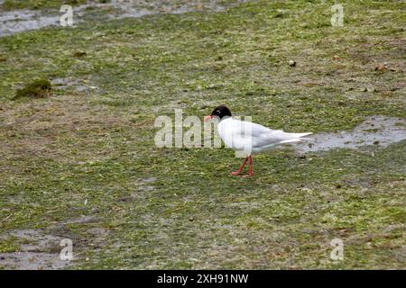 Mit seinem markanten dunklen Kopf und seinem kontrastierenden weißen Gefieder hebt sich der Vogel von den leuchtenden Grün- und Brauntönen der FeuchtdeineMöwen ab Stockfoto