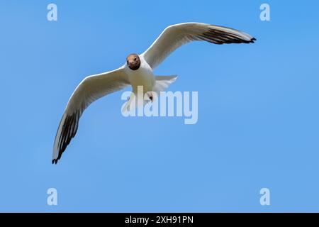 Schwarzkopfmöwe (Chroicocephalus ridibundus / Larus ridibundus) Vorderansicht eines erwachsenen Vogels im Brutgefieder, der im Sommer gegen blauen Himmel fliegt Stockfoto