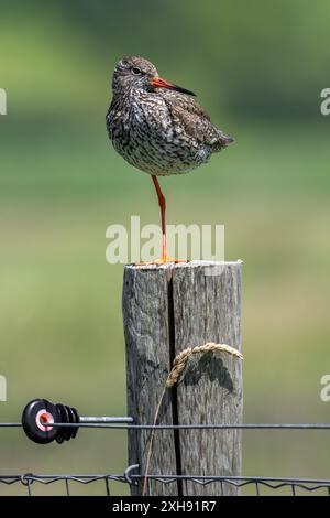 Rotschenkel (Tringa totanus) im Zuchtgefieder, der im Sommer auf einem Bein auf einem Holzzaunpfahl entlang der Wiese thront Stockfoto