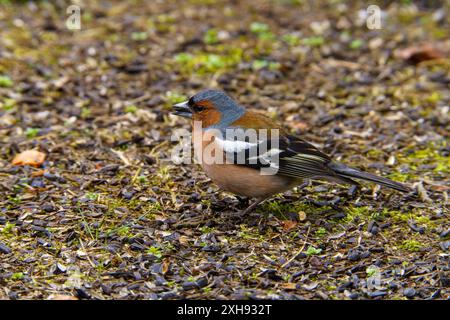Fringilla coelebs Familie Fringillidae Gattung Fringilla gewöhnlicher Buchsbaum, der sonflower Samen im Gras isst, wilde Natur Vogelbild, Fotografie, Wallpa Stockfoto
