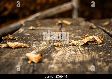 Trocken gefallene Blätter auf einem Holztisch eines Picknickplatzes Stockfoto