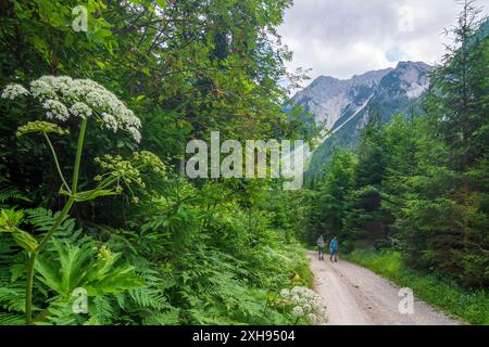 Bärental Tal, Hochstuhl Berg Stol, Veliki Stol, Pflanze Heracleum persicum Persischer Hogweed, Golpar Feistritz im Rosental Karawanken, Karawanks Kä Stockfoto