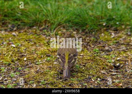 Fringilla coelebs Familie Fringillidae Gattung Fringilla gewöhnlicher Buchsbaum, der sonflower Samen im Gras isst, wilde Natur Vogelbild, Fotografie, Wallpa Stockfoto