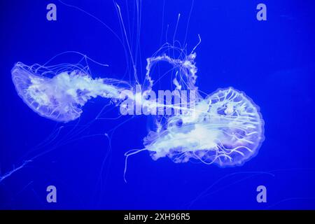 Zwei Quallen schwimmen im Meer Stockfoto