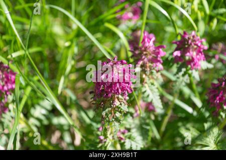 Rosafarbene Blüten von Pedicularis verticillata, dem wirbelnden Lausekraut, Nahaufnahme. Blumen in den Bergen. Stockfoto