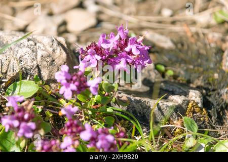 Schöne violette Blüten von Thymus praecox, Nahaufnahme. Mutter von Thymian. Bergwildblume. Stockfoto