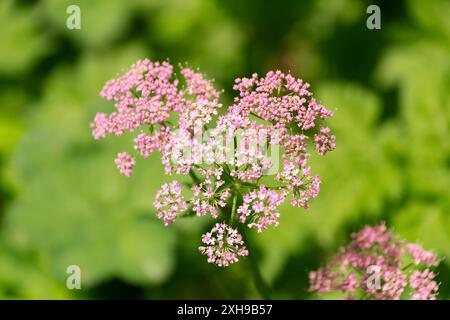 Herzförmige Infloreszenz. Pimpinella Major, Greater burnet-saxifrage, Hohlstamm burnet saxifrage. Wilde Blumen. Stockfoto