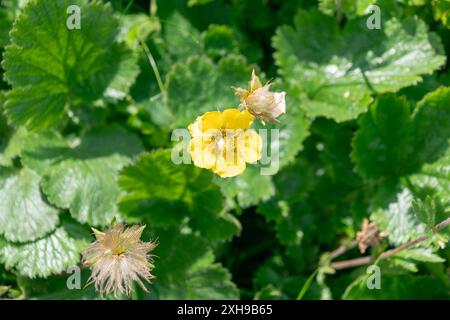 Gelbe Blume des Geum montanum, der Alpenavens in den Bergen. Wilde Blumen. Stockfoto