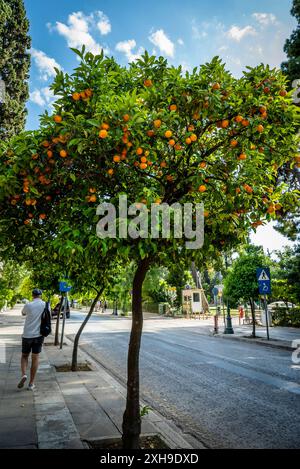 Bittere Orangenbäume säumen die Straße der Innenstadt von Athen, Griechenland Stockfoto