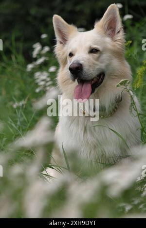 Weißer Schweizer Schäferhund und australischer Schäferhund sitzen in einem Blumenfeld, schauen nach links, Porträt Stockfoto