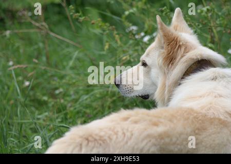 Weißer Schweizer Schäferhund und australischer Schäferhund schauen nach links, stehend, von hinten fotografiert Stockfoto