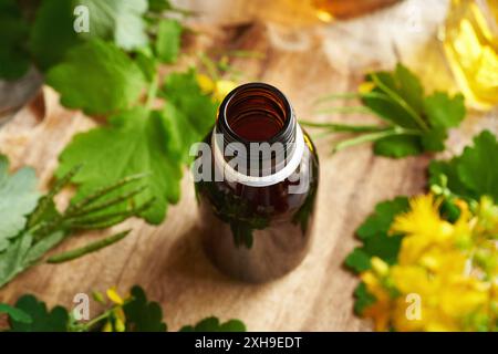 Eine dunkle Flasche großer Cellandine oder Tetterkraut-Tinktur mit frisch blühender Chelidonium majus Pflanze auf einem Tisch Stockfoto