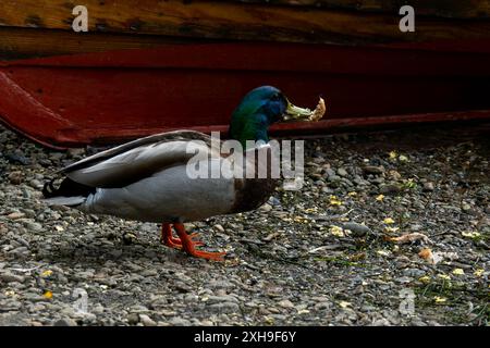 Eine Stockente, die auf einem Kiesstrand steht, mit nach hinten geneigtem Kopf, während sie Brotkrümel isst. Der grüne Kopf der Enten und die braunen Federn sind sichtbar. Stockfoto