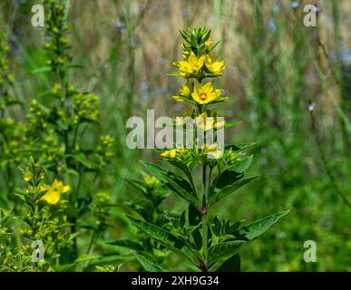 Makrofoto von gelben Blumen. Lysimachia vulgaris, die gelbe Loosestrife oder Garten-Loosestrife Stockfoto