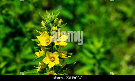 Makrofoto von gelben Blumen. Lysimachia vulgaris, die gelbe Loosestrife oder Garten-Loosestrife Stockfoto