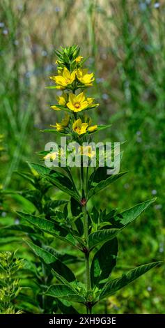 Makrofoto von gelben Blumen. Lysimachia vulgaris, die gelbe Loosestrife oder Garten-Loosestrife Stockfoto