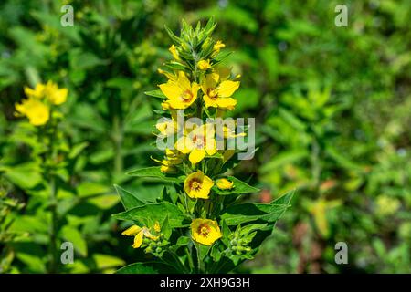 Makrofoto von gelben Blumen. Lysimachia vulgaris, die gelbe Loosestrife oder Garten-Loosestrife Stockfoto