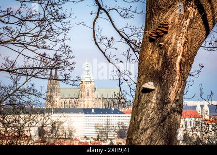 Ein Blick auf den Veitsdom auf der Prager Burg, gesehen durch die Äste eines Baumes in Prag, Tschechien. Die Türme und das Dach sind hinter den Ästen zu sehen, während der Baumstamm im Vordergrund steht. Stockfoto
