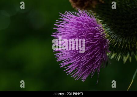 Detaillierte Makroaufnahme einer wunderschönen violetten Mariendistel in Blüte, mit spitzen Blüten und dunkelgrünem Hintergrund. Stockfoto